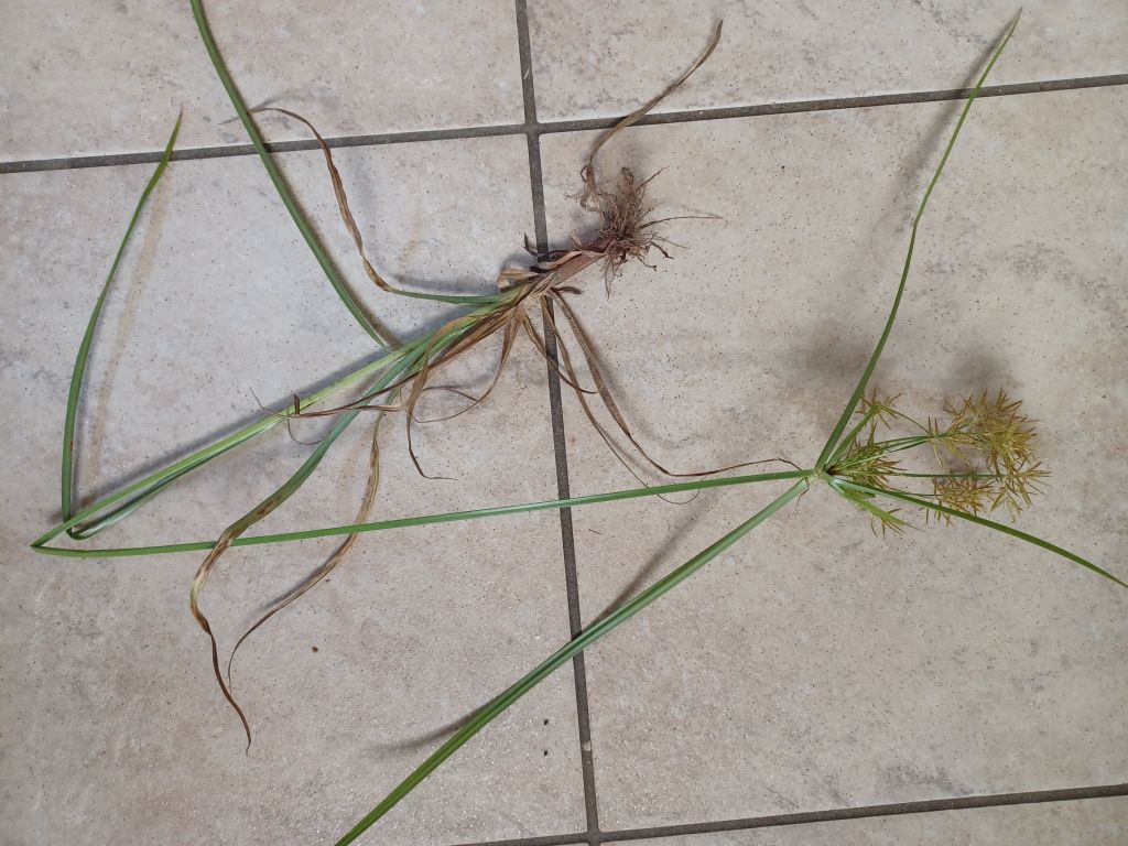 Cyperus esculentuss