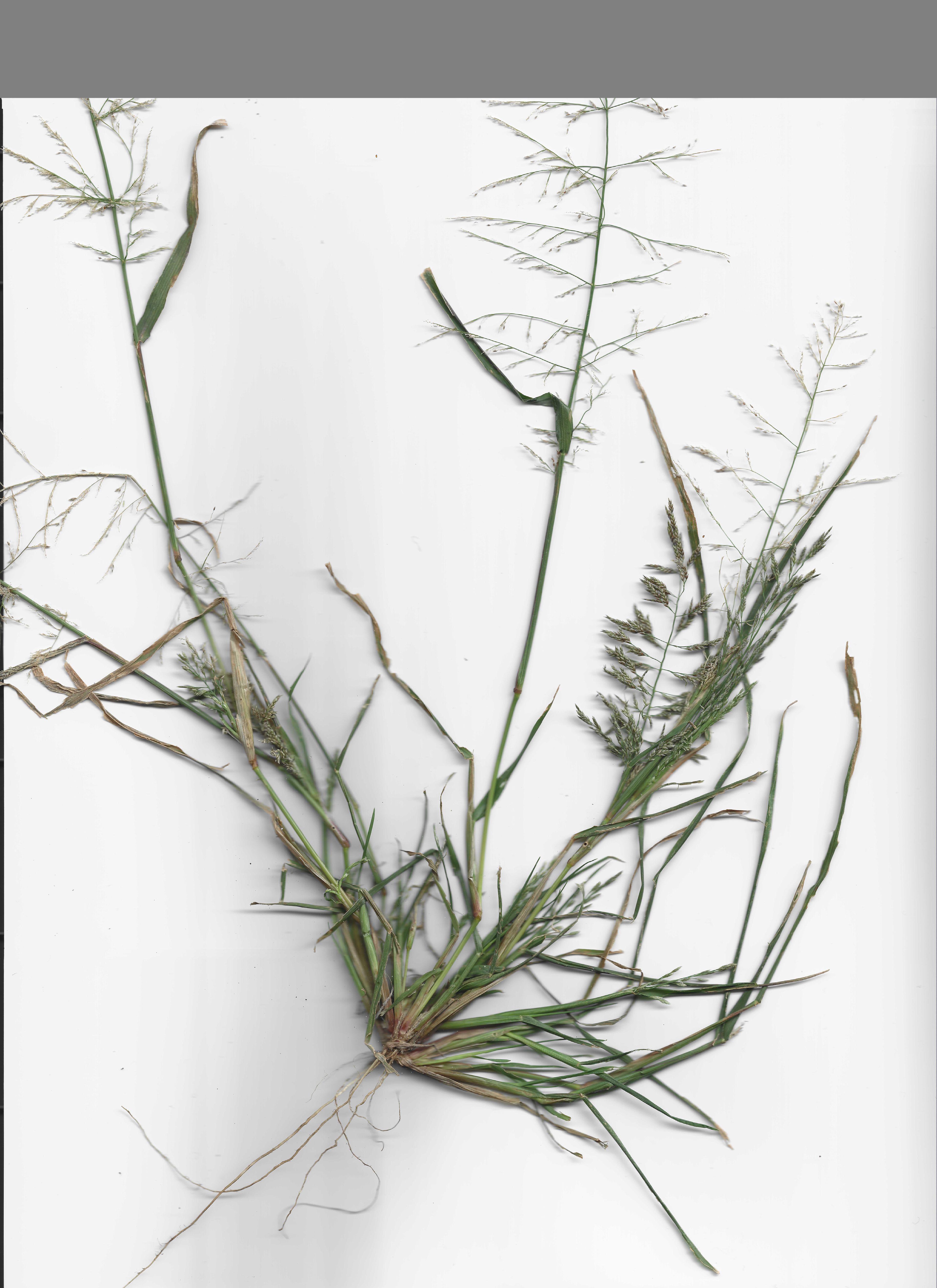 Eragrostis albensis
