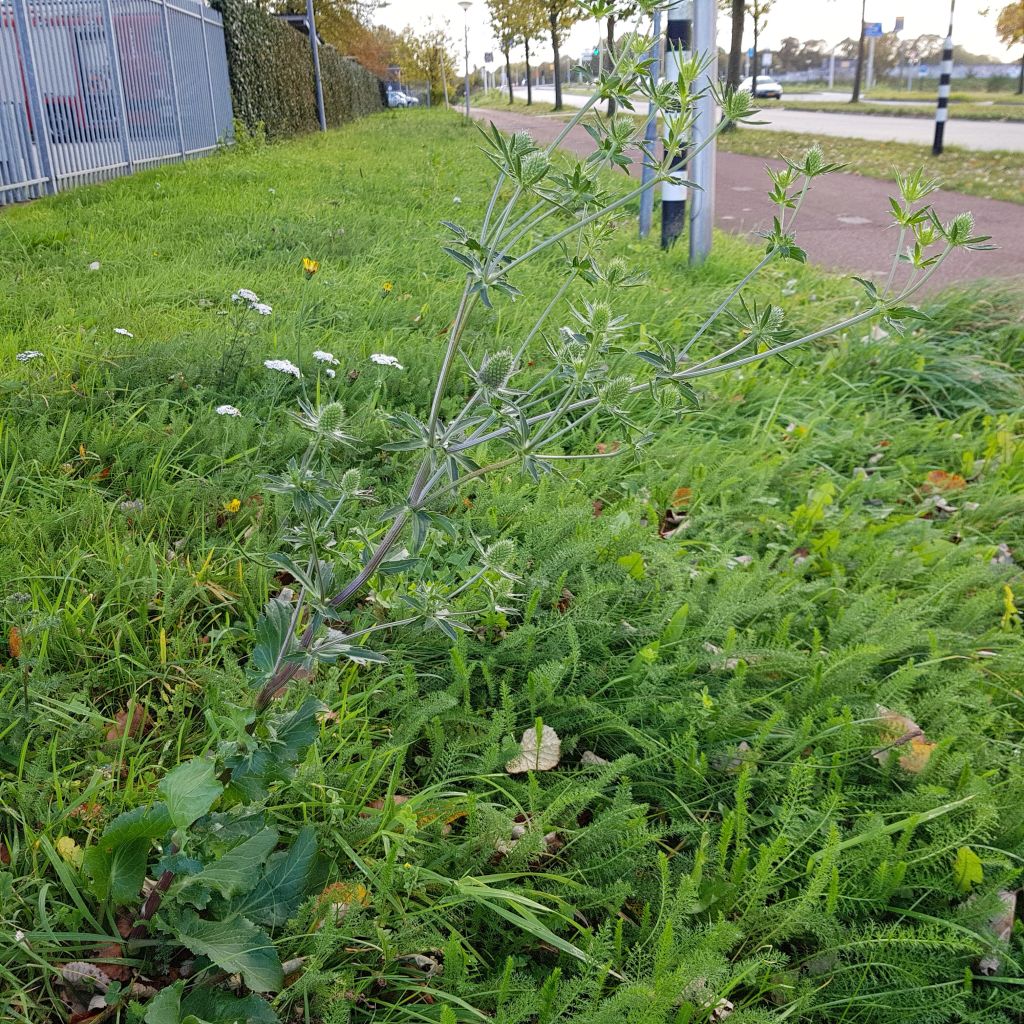 Eryngium planum