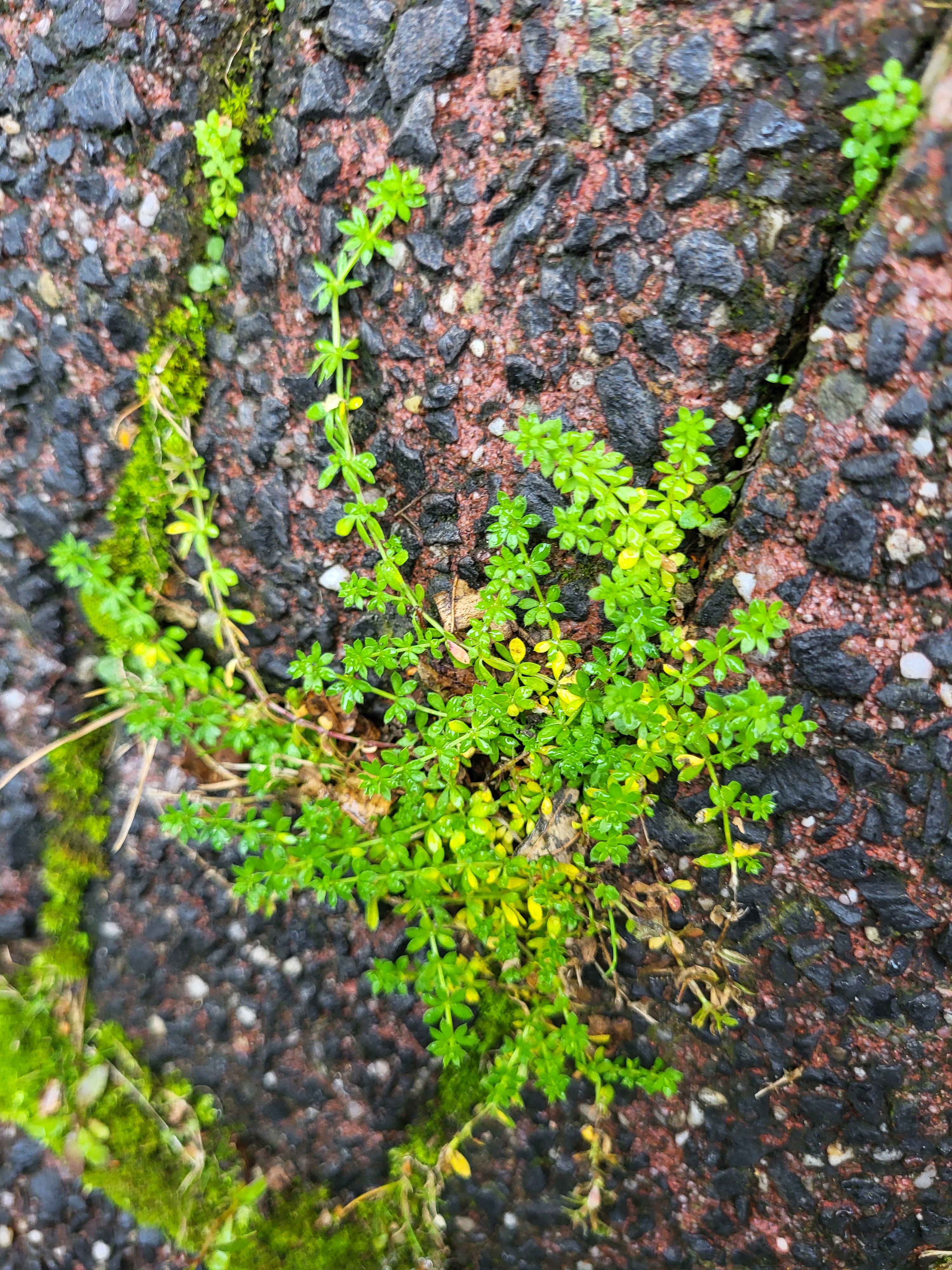 Galium murale