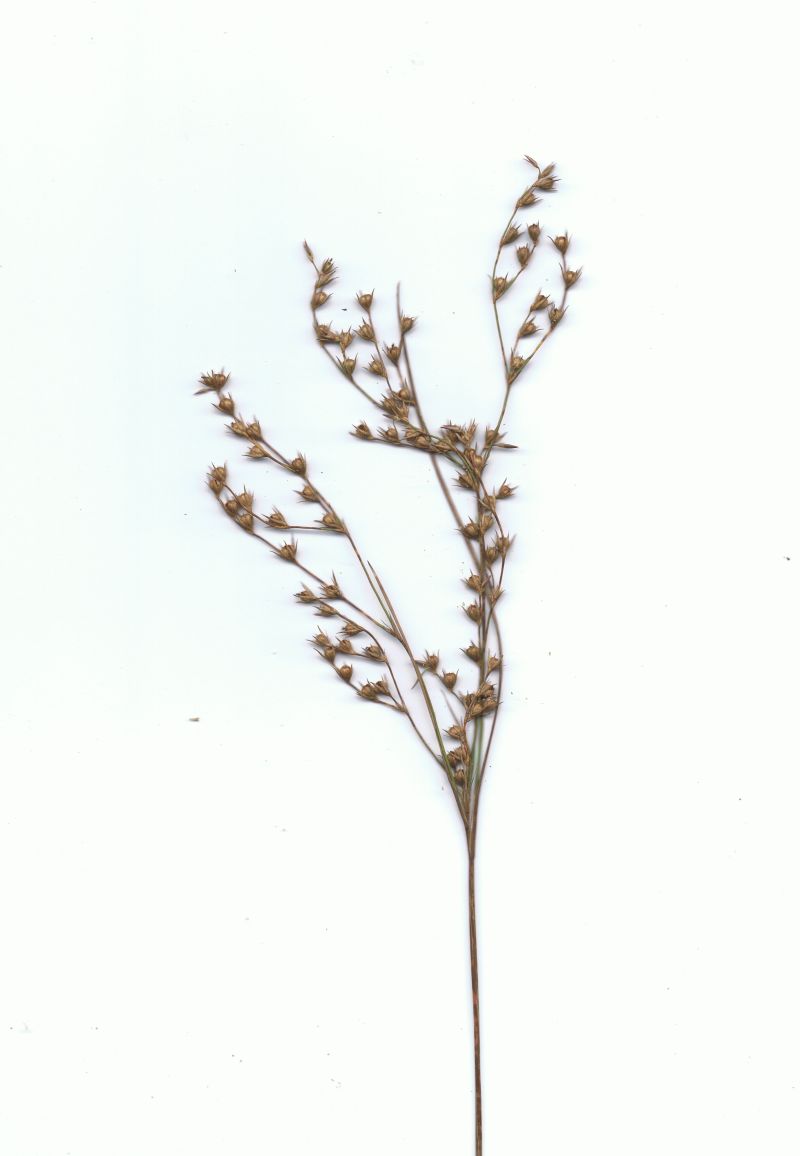 Juncus tenuis subsp. anthelatus scan