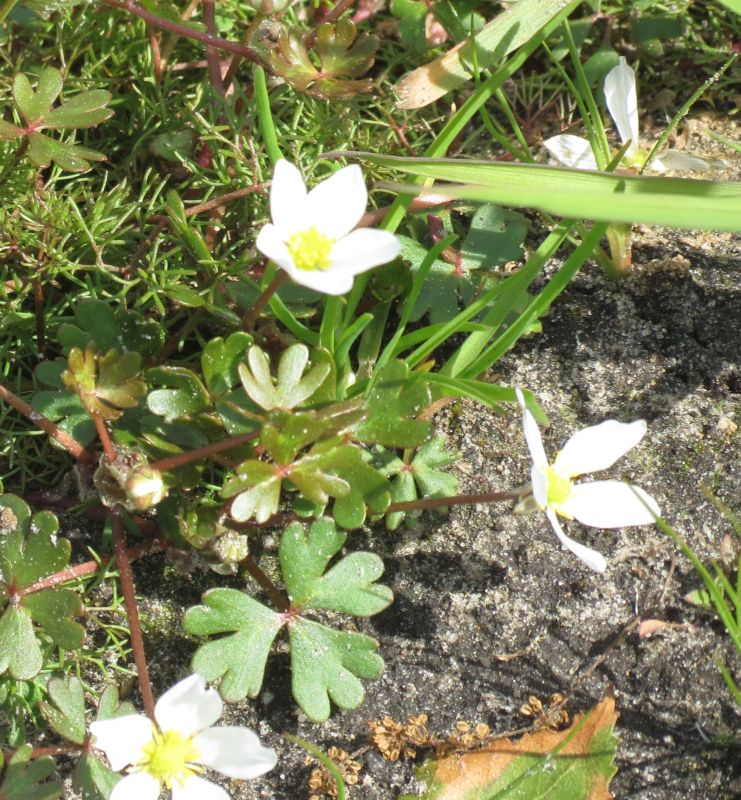 Ranunculus ololeucos
