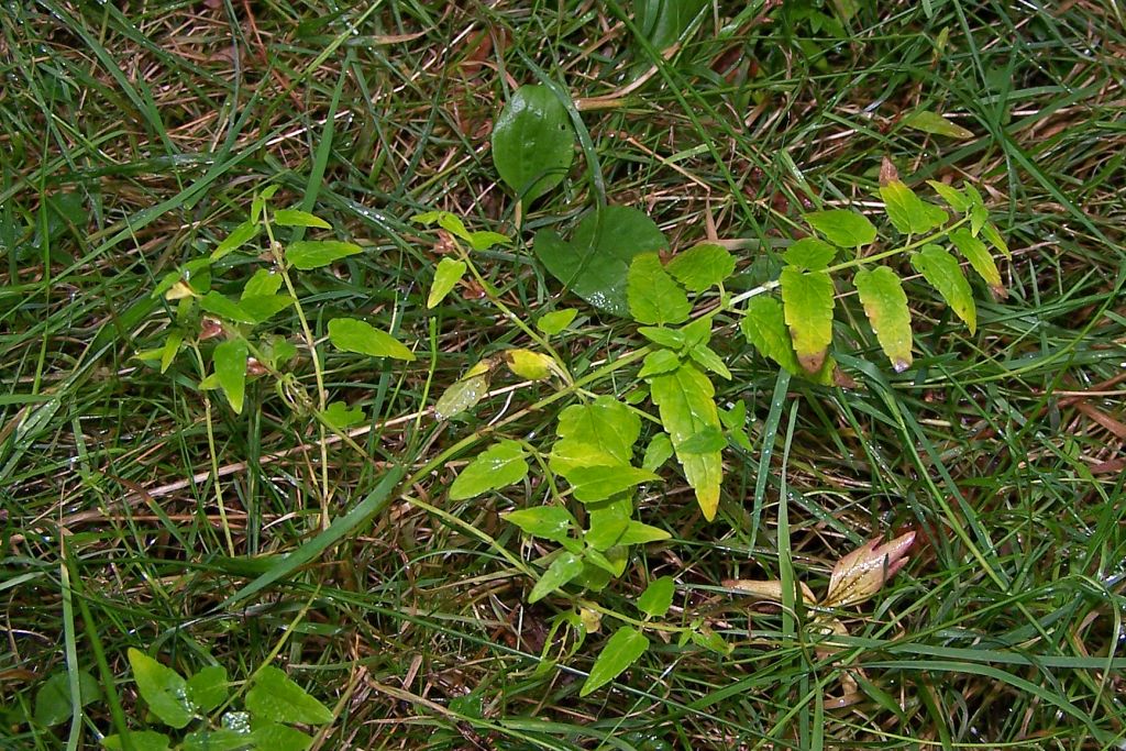 Scutellaria x hybrida