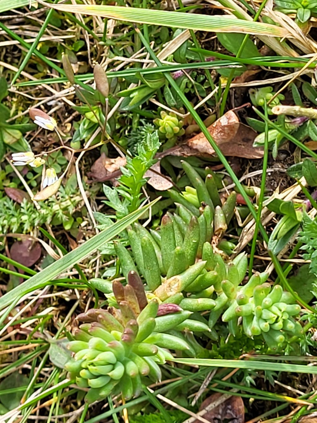 Sedum rupestre